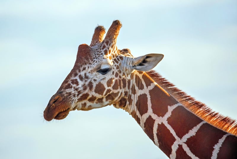 African Savanna