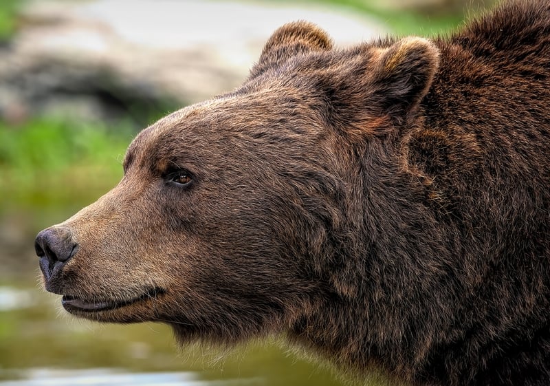 Bear in the wild